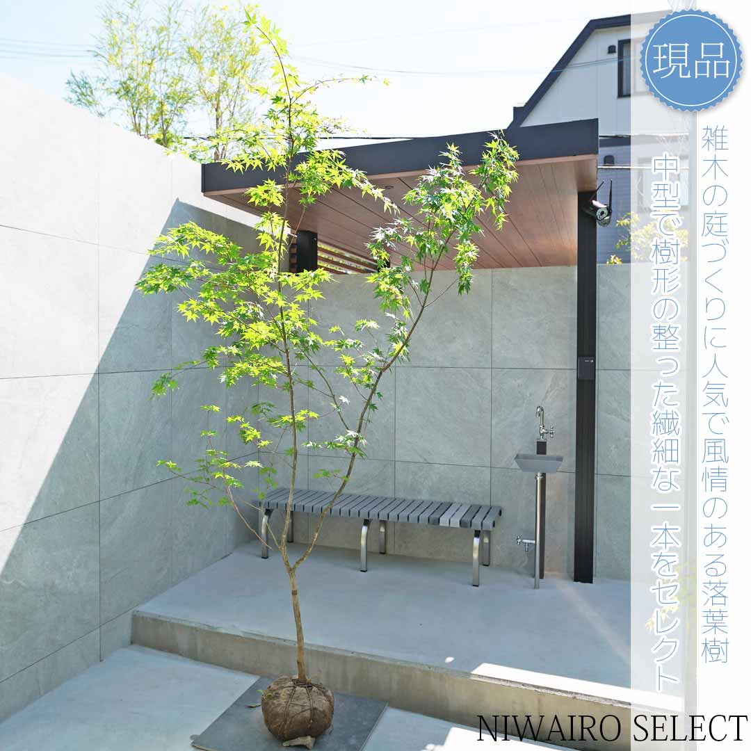 楽天市場】山採り【モミジ】イロハモミジ 自然樹形 樹高H≒175 × 枝張W