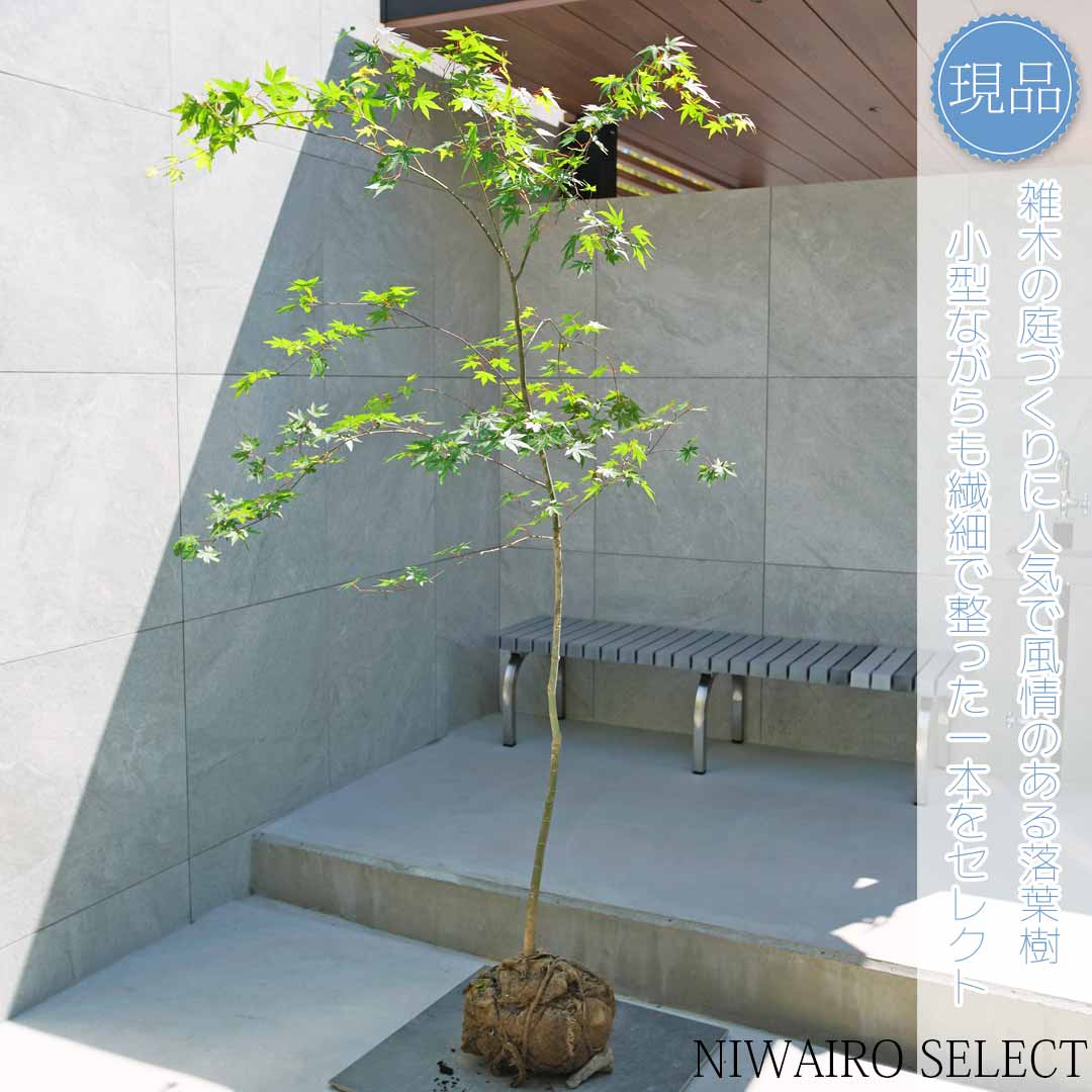 唯一。。山採りモミジ。。 楽天市場】山採り【モミジ】ノムラモミジ 自然樹形 樹高H≒170 × 枝張W