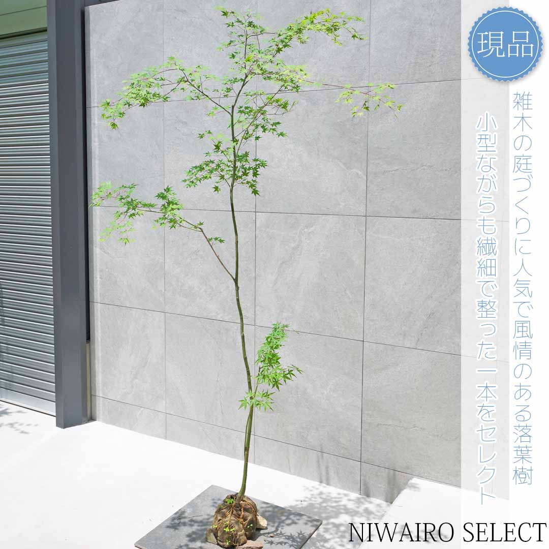 楽天市場】山採り【モミジ】イロハモミジ 自然樹形 樹高H≒260
