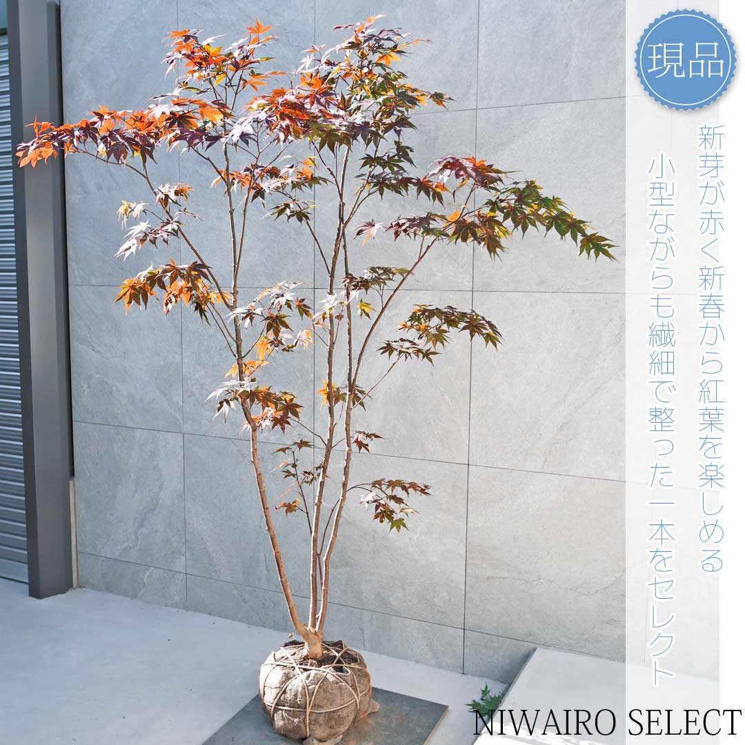 楽天市場】山採り【モミジ】ノムラモミジ 自然樹形 樹高H≒170