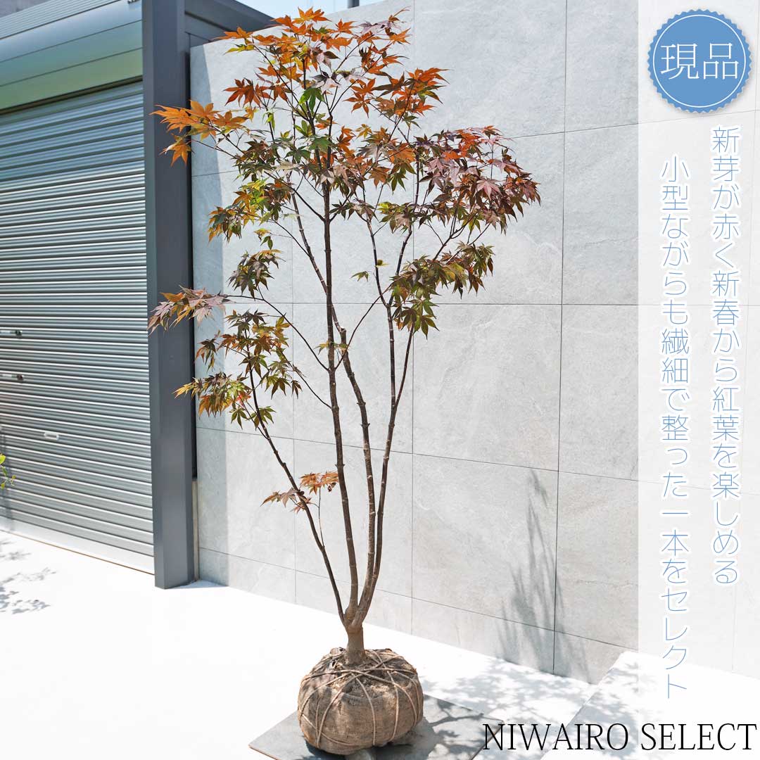 楽天市場】山採り【モミジ】ノムラモミジ 自然樹形 樹高H≒170 × 枝張W