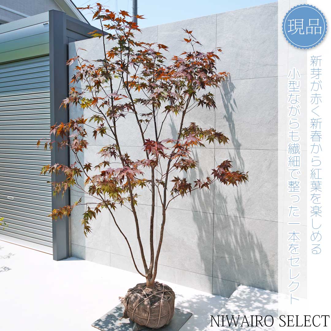楽天市場】山採り【モミジ】ノムラモミジ 自然樹形 樹高H≒170