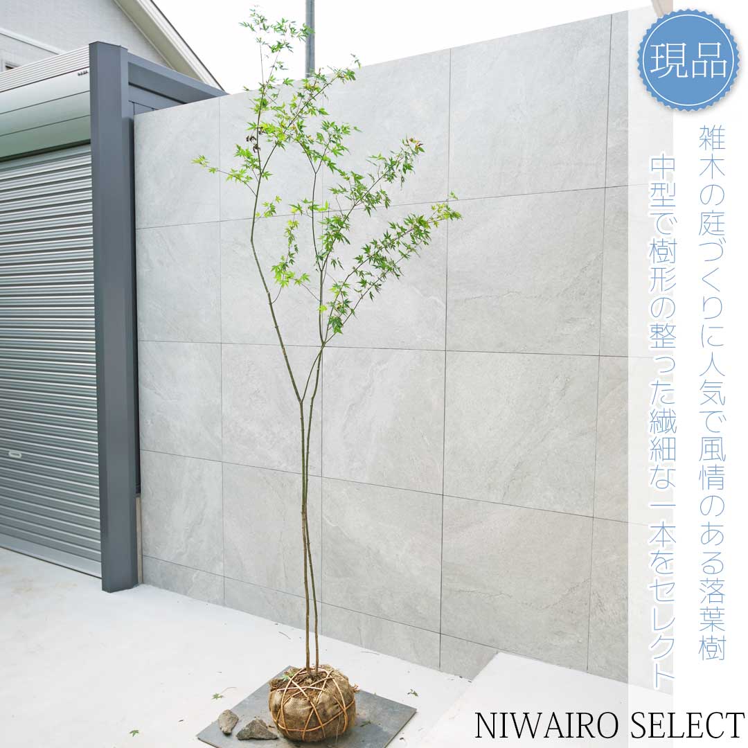 山採り　イロハモミジ 楽天市場】山採り【モミジ】イロハモミジ 自然樹形 樹高H≒230 × 枝張W