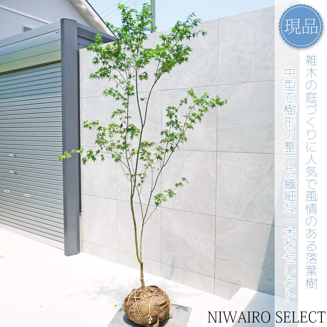 暖色紅葉。山採りイロハモミジ。 楽天市場】【現品】山採り【イロハモミジ】紅葉 株立ち 自然風樹