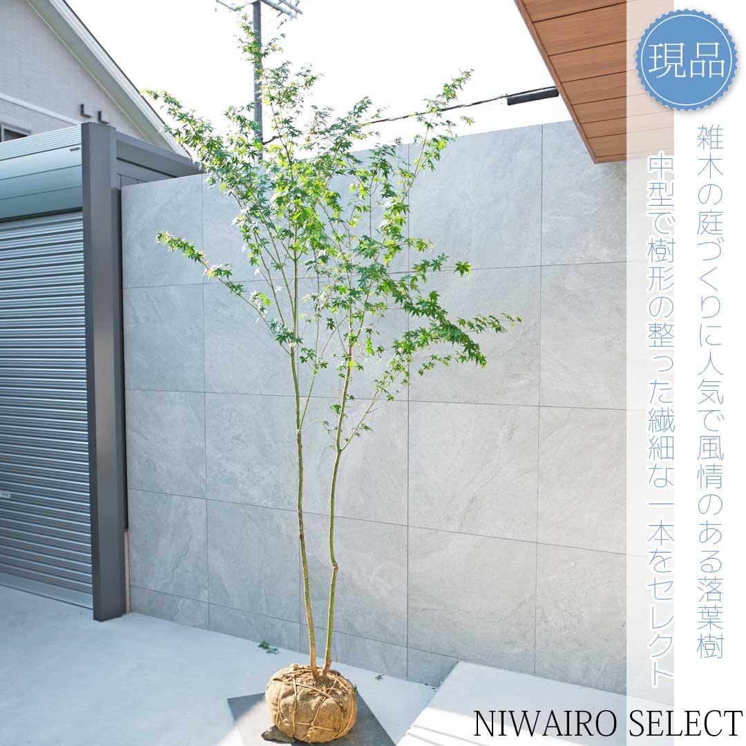 山採り　イロハモミジ imgrc0097254540.jpg