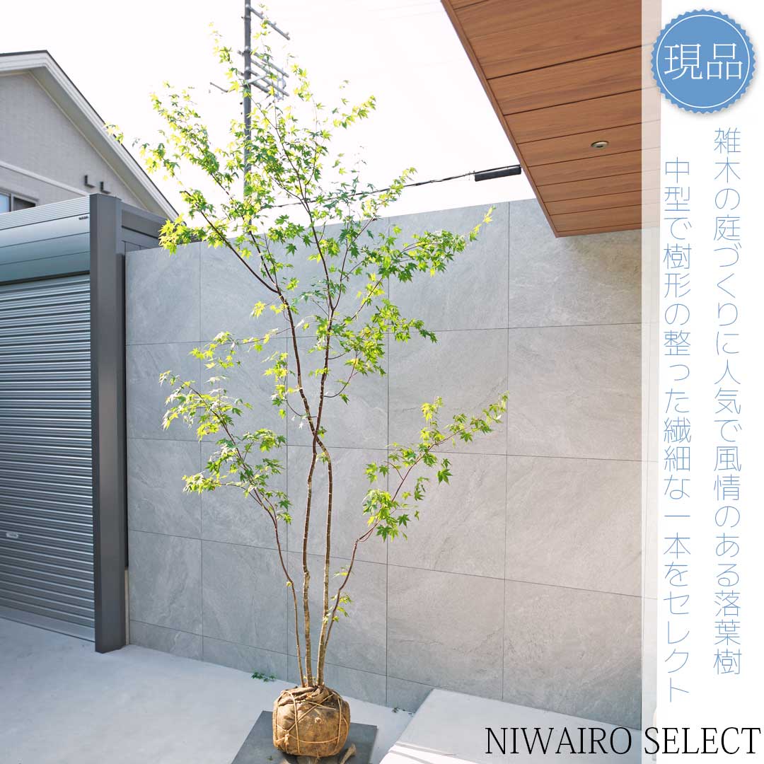 楽天市場】山採り【モミジ】イロハモミジ 自然樹形 樹高H≒175