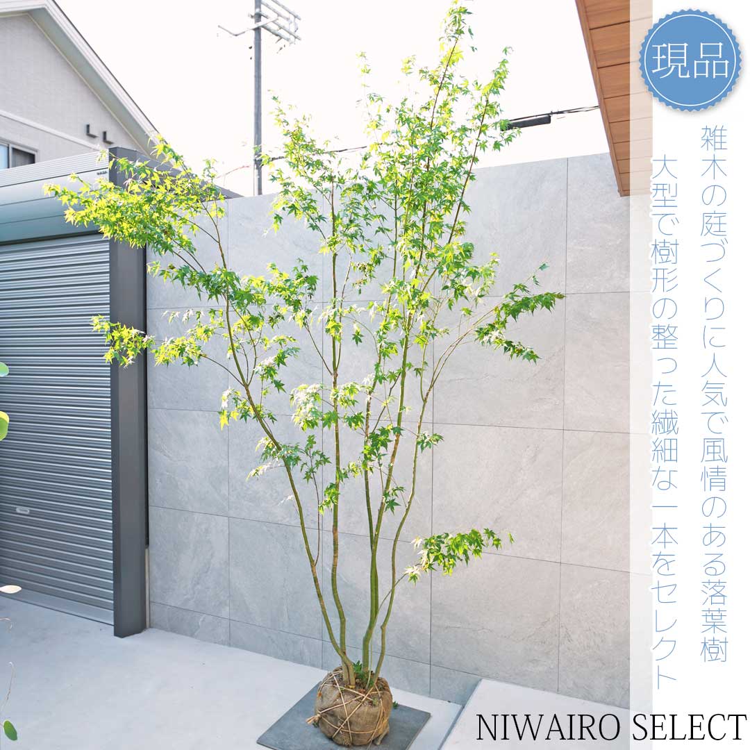 楽天市場】山採り【モミジ】イロハモミジ 自然樹形 樹高H≒175 × 枝張W