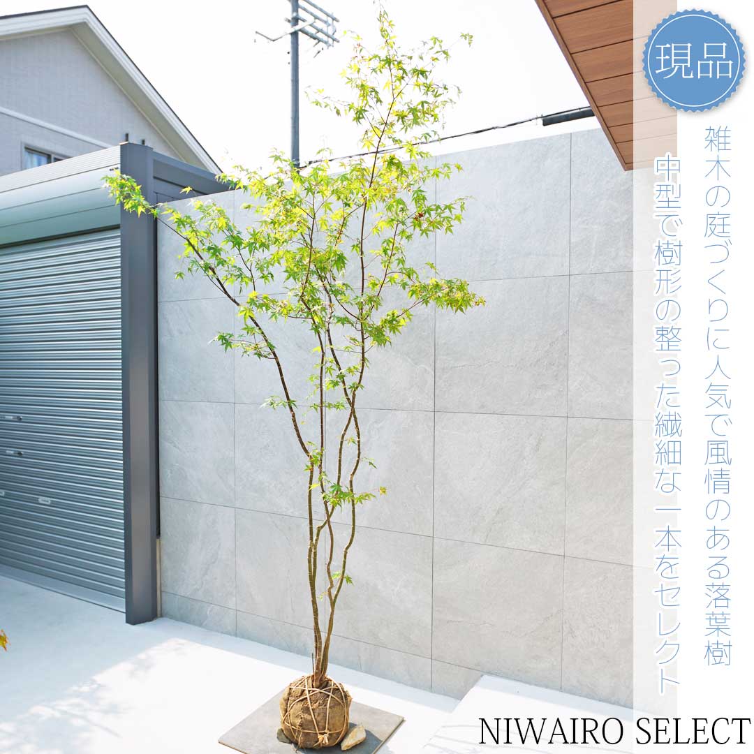 楽天市場】山採り【モミジ】イロハモミジ 株立ち 自然樹形 樹高H