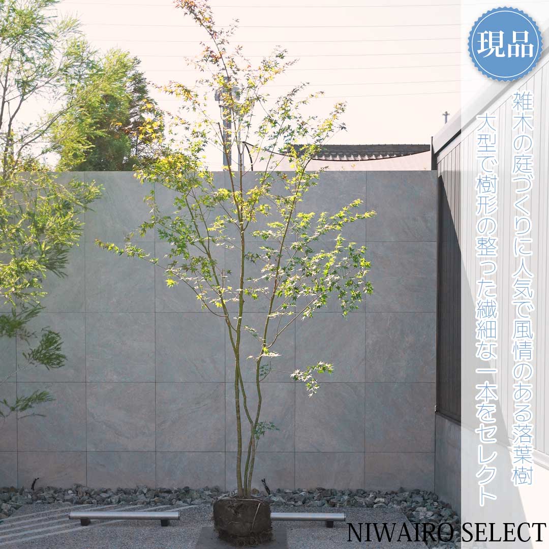 楽天市場】【現品】山採り【クロモジ】黒文字 株立ち 自然風樹形 樹高H