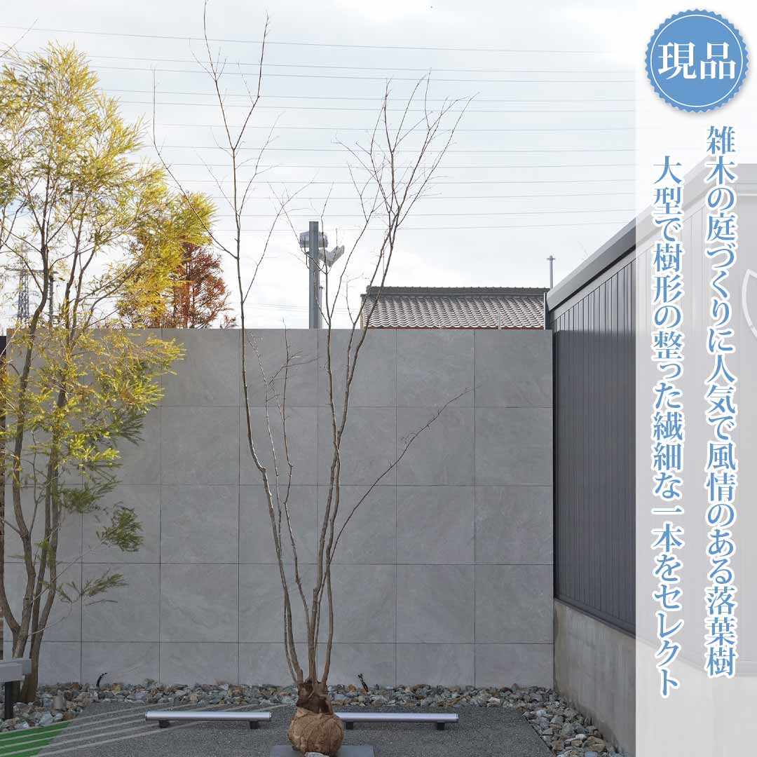 楽天市場】山採り【モミジ】ヤマモミジ 自然樹形 樹高H≒200 × 枝張W