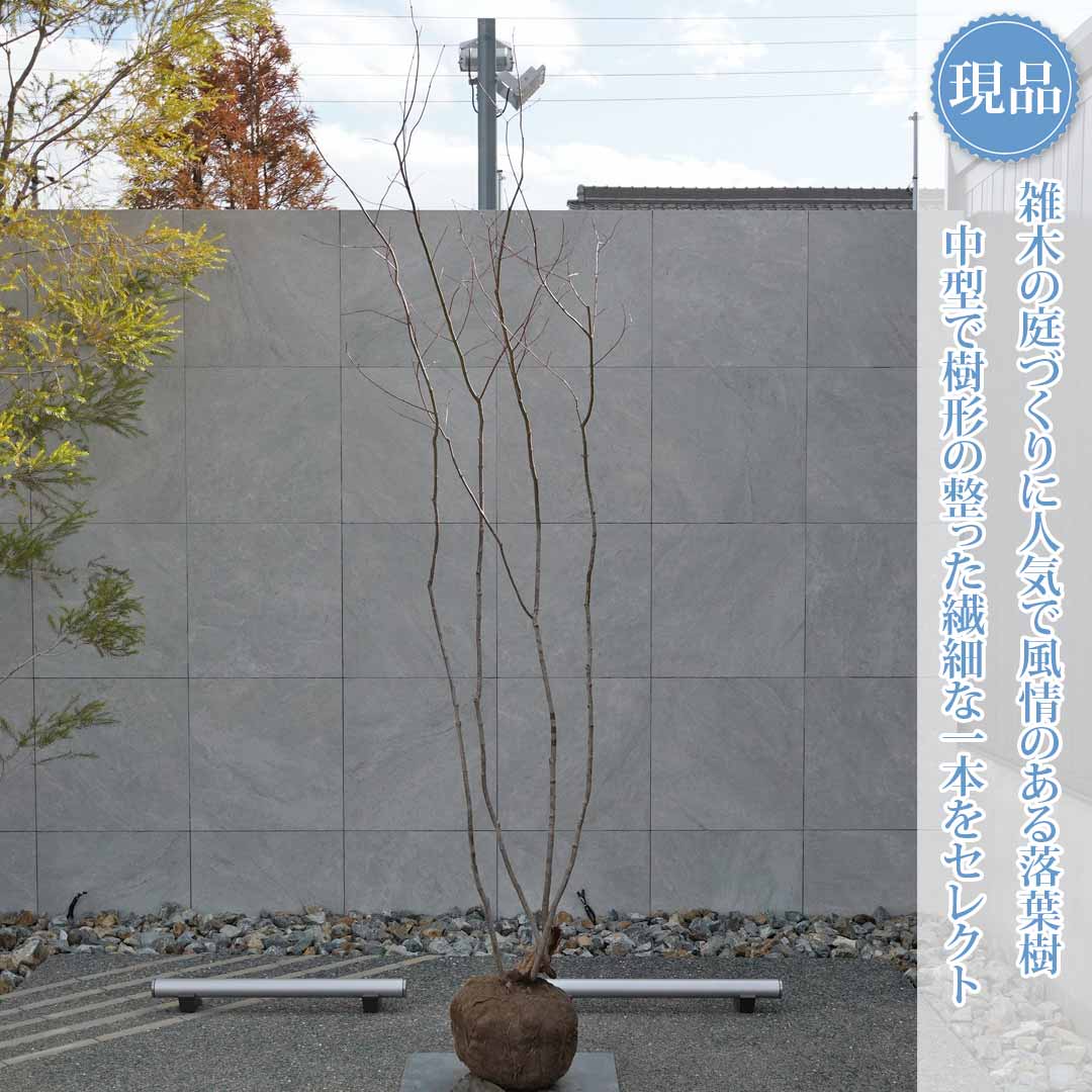 楽天市場】山採り【モミジ】ヤマモミジ 自然樹形 樹高H≒200 × 枝張W