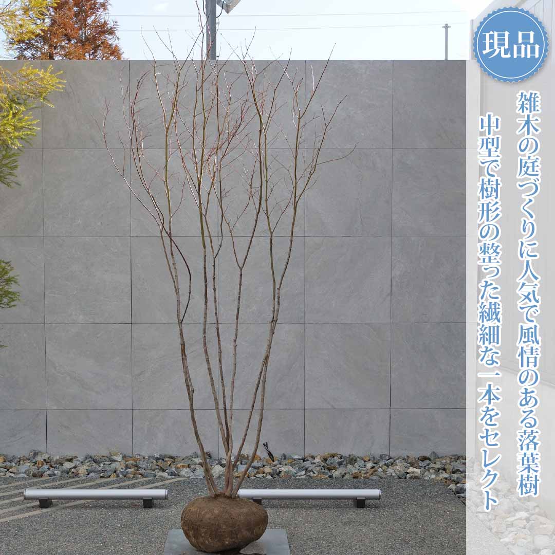 楽天市場】山採り【モミジ】ヤマモミジ 自然樹形 樹高H≒200 × 枝張W
