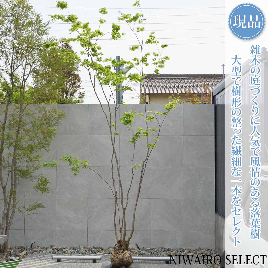 楽天市場】山採り【モミジ】ヤマモミジ 自然樹形 樹高H≒150 × 枝張W