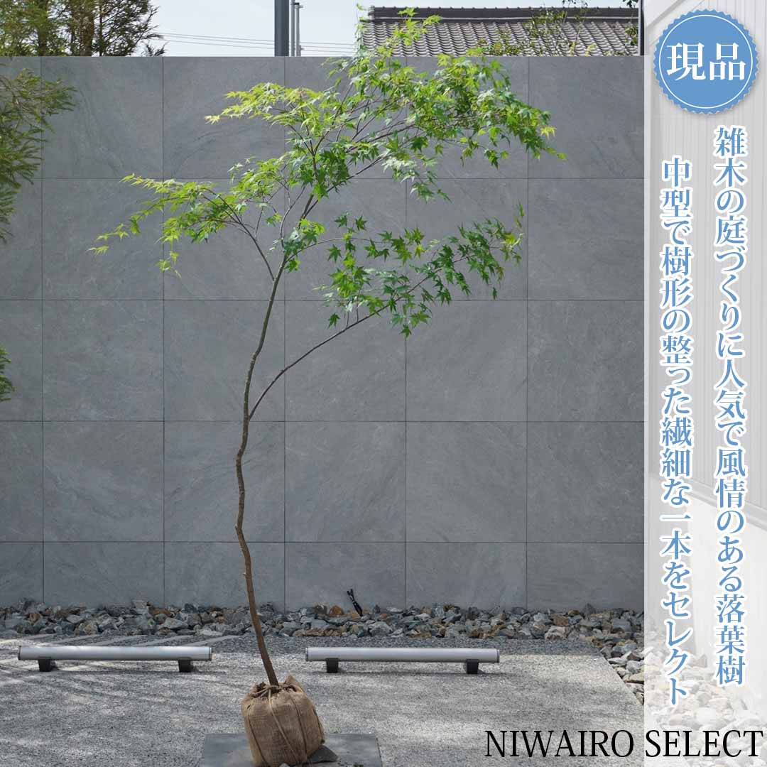 一般受け樹種