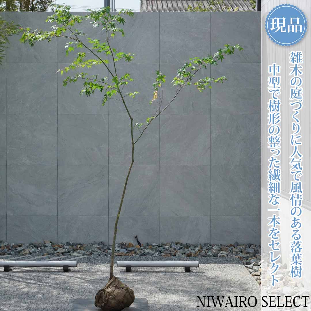 一般受け樹種