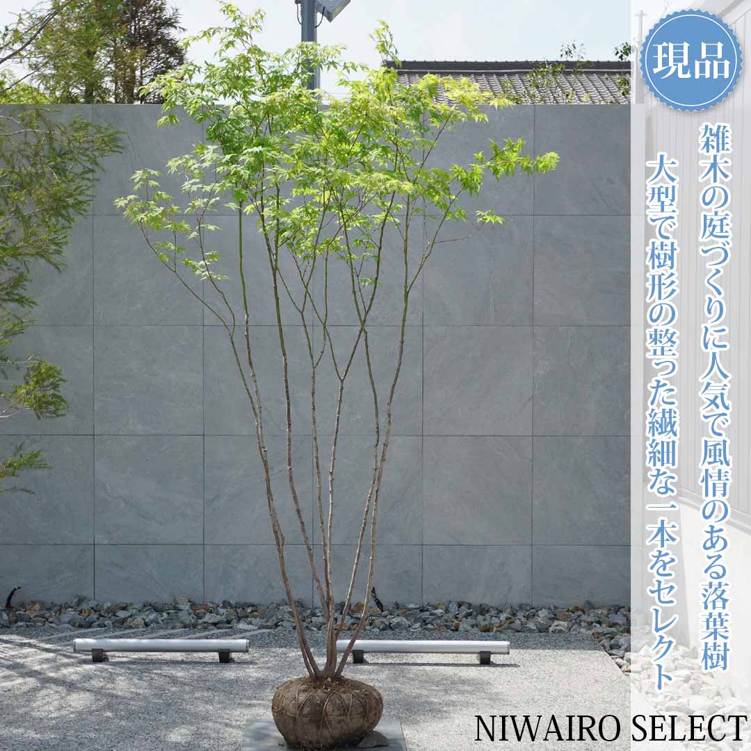 一般受け樹種