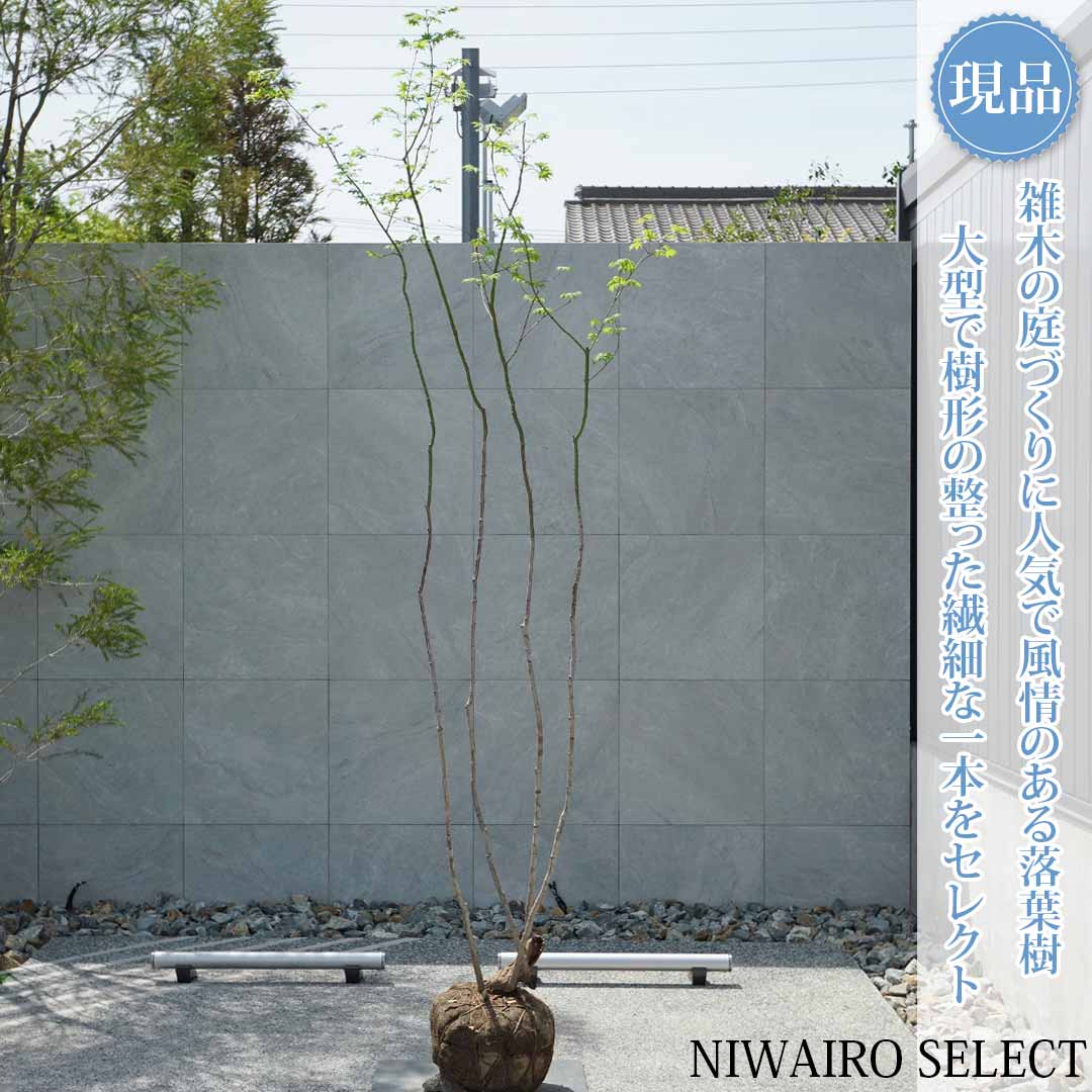【現品】山採り【ヤマモミジ】紅葉 株立ち 自然風樹形　樹高H≒270 &times; 枝張W≒90cm　高木 落葉樹 シンボルツリー 植木 庭木 樹木 植栽 和風 洋風 ガーデニング おしゃれ【送料無料】｜にわいろSELECT