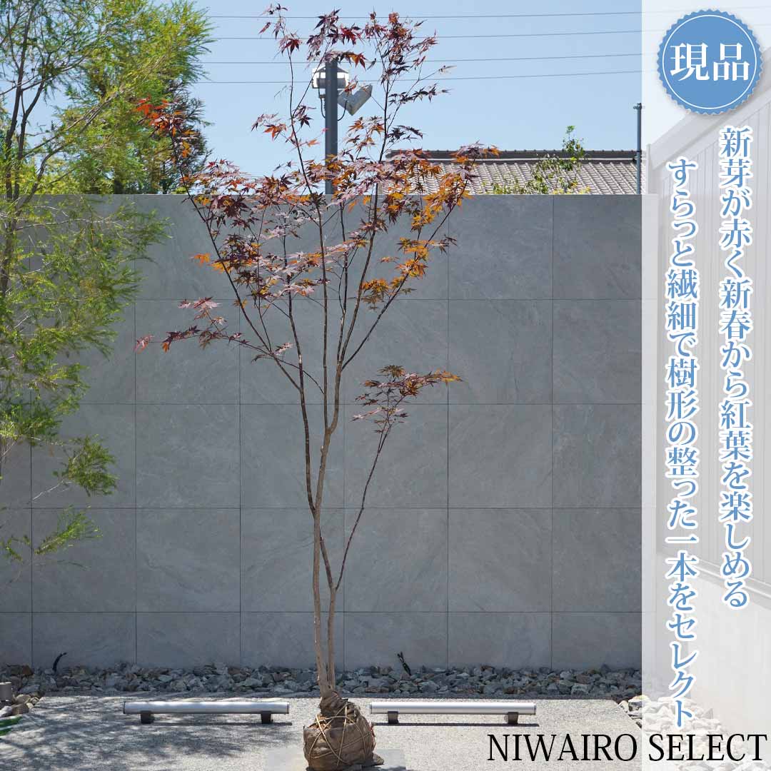 一般受け樹種