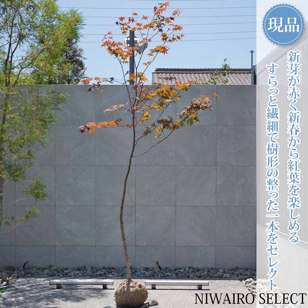 【現品】【ノムラモミジ】野村紅葉 自然風樹形　樹高H≒290 &times; 枝張W≒150cm　高木 落葉樹 シンボルツリー 植木 庭木 樹木 植栽 和風 洋風 ガーデニング おしゃれ【送料無料】｜にわいろSELECT