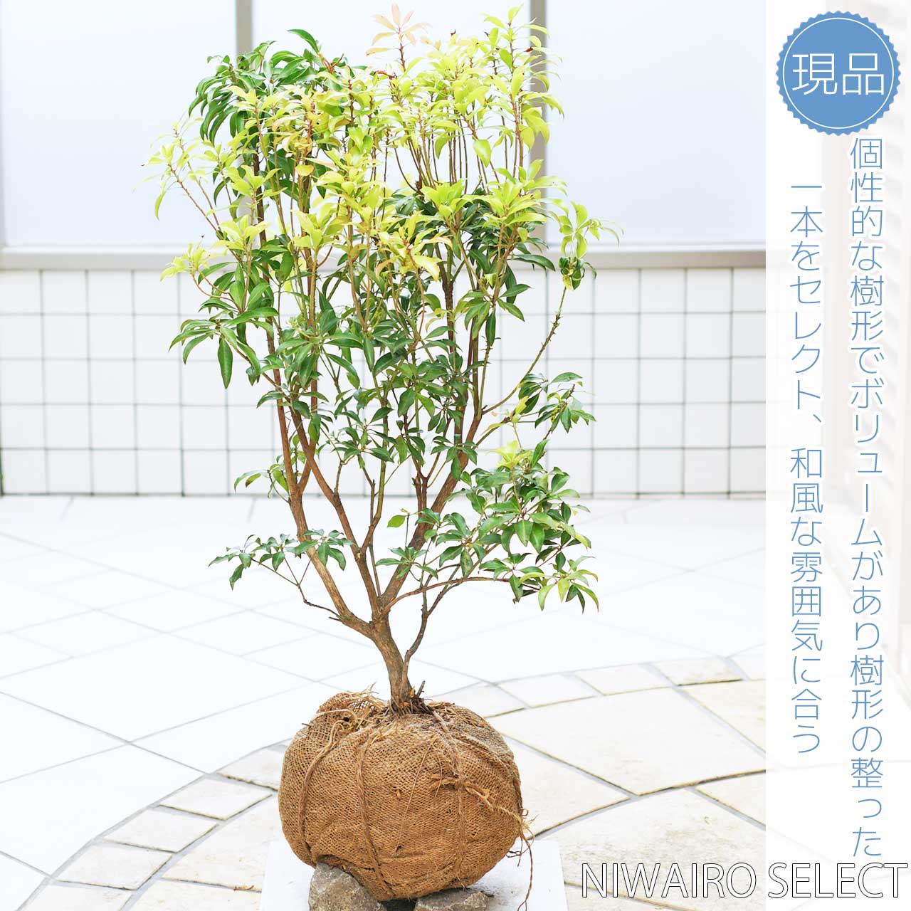 【楽天市場】【アセビ】 紅花 自然樹形 樹高H≒70 × 枝張W≒50cm 低木 常緑樹 小型 中型 大型 雑木風 植木 庭木 樹木 植栽 ...