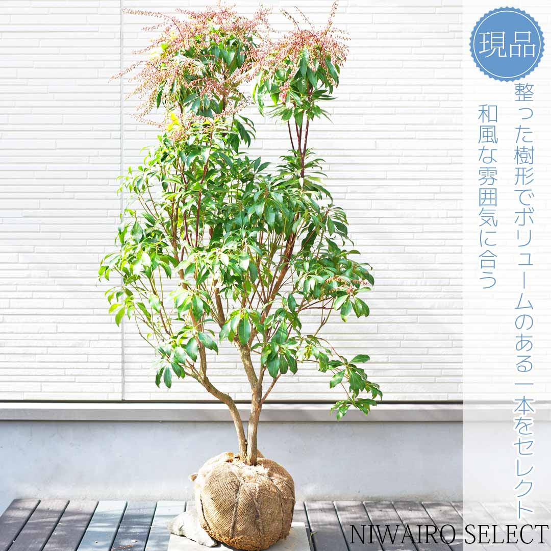 【楽天市場】【アセビ】 白花 馬酔木 株立ち 自然樹形 樹高H≒95 × 枝張W≒55cm 低木 常緑樹 小型 中型 大型 雑木風 植木 庭木 ...