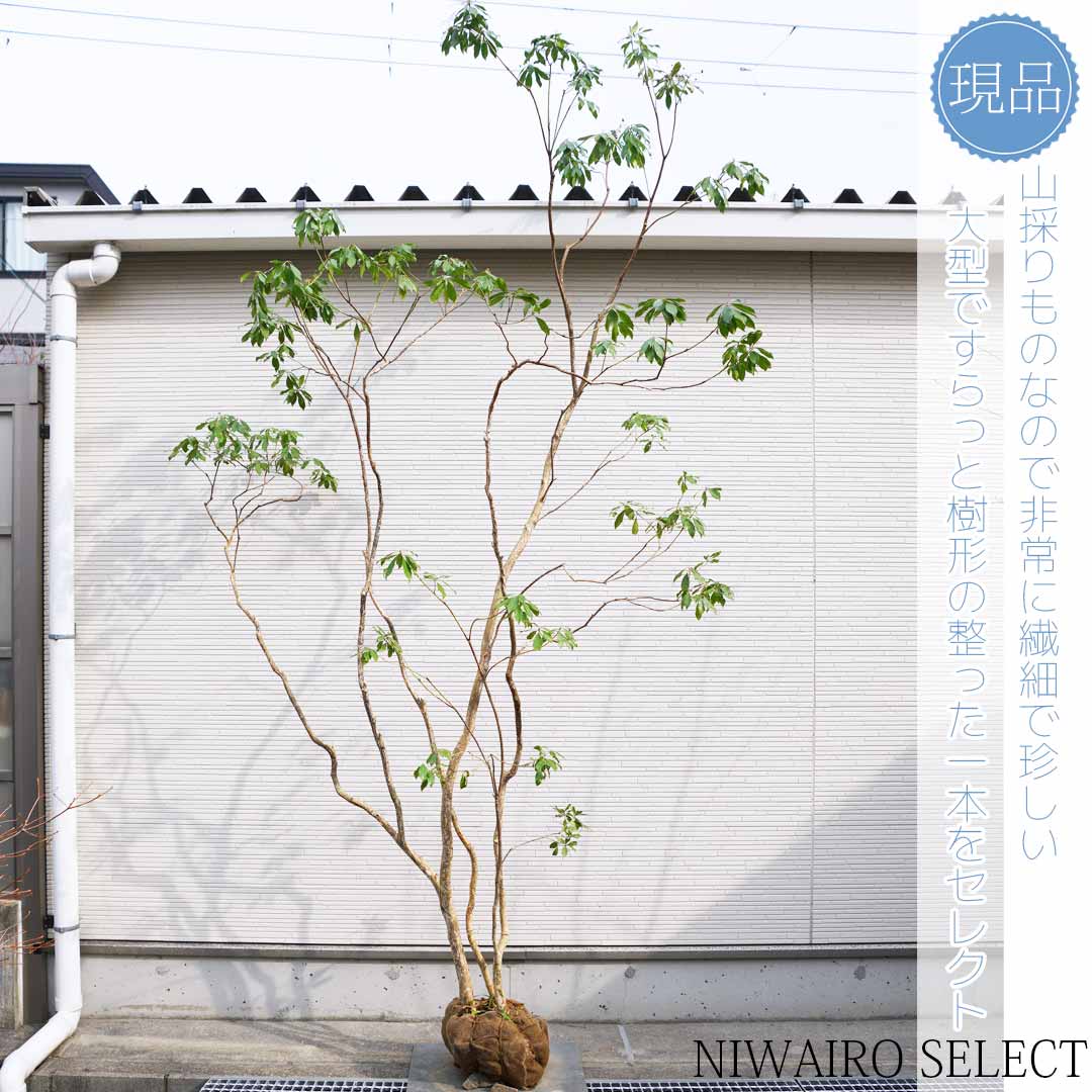 楽天市場】【現品】【アセビ】紅花 馬酔木 株立ち 自然風樹形