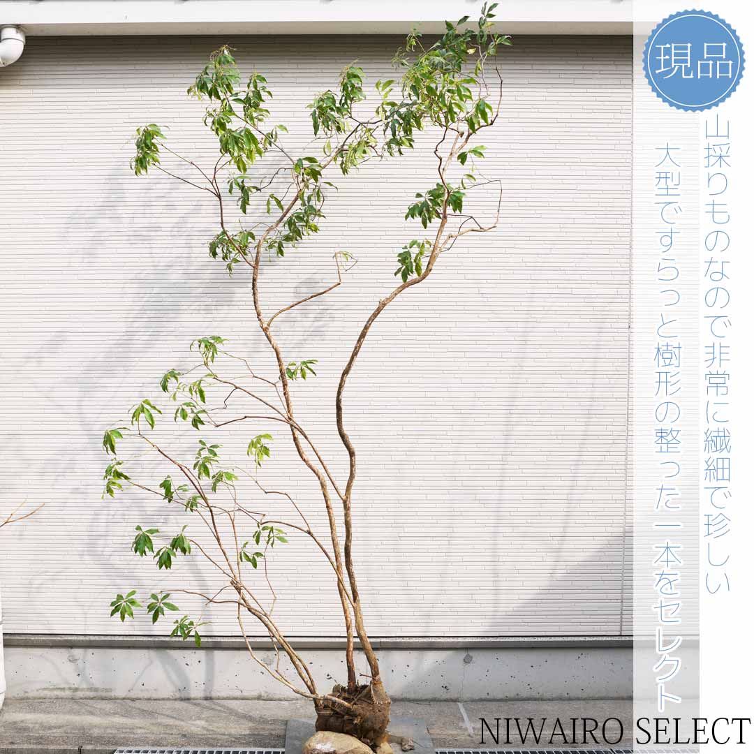 楽天市場】山採り【アセビ】 株立ち 自然樹形 樹高H≒145 × 枝張W