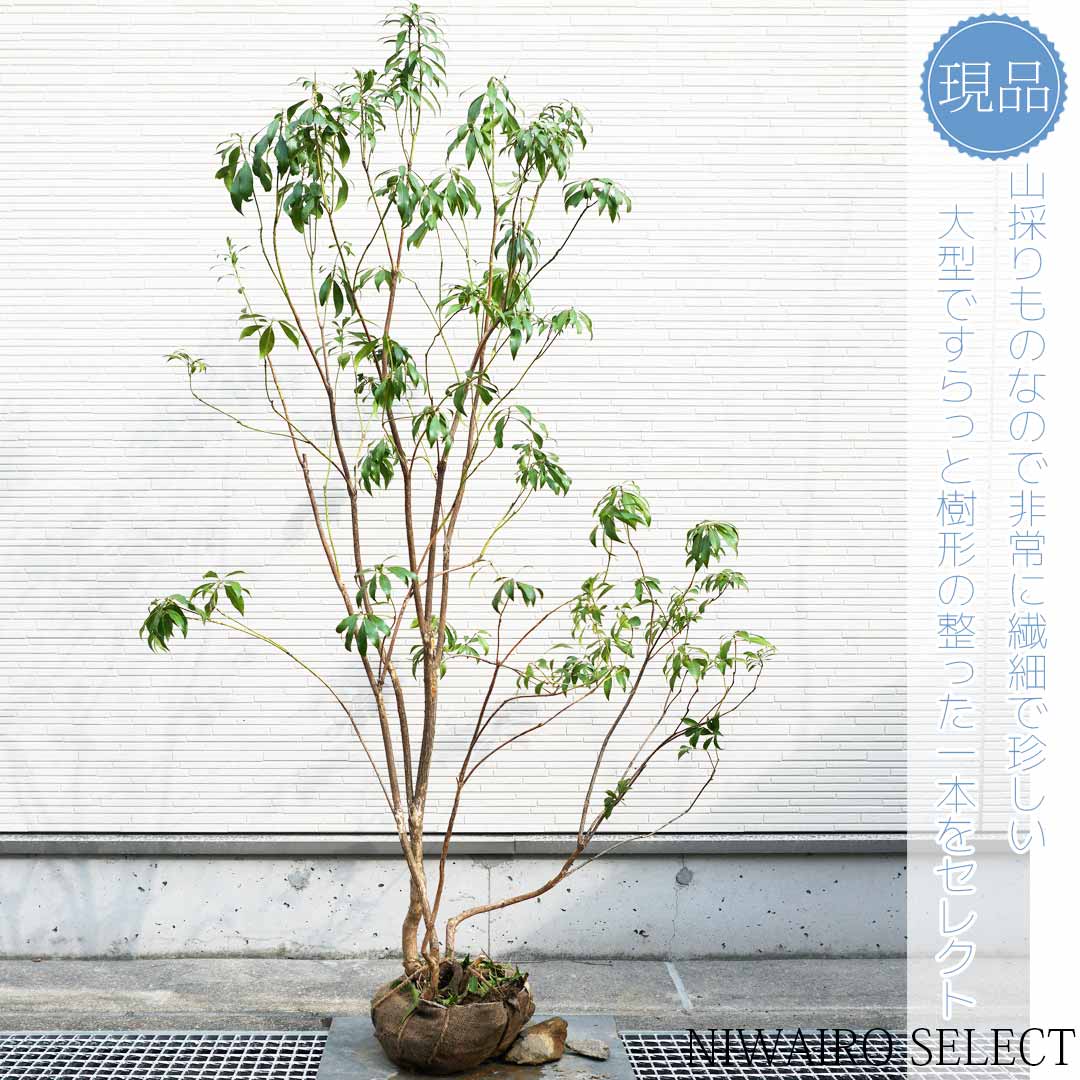 楽天市場】【ハイノキ】株立ち 自然風樹形 樹高H≒215 × 枝張W