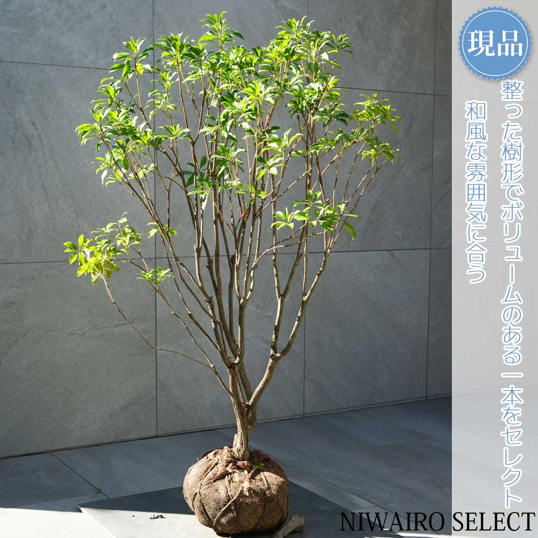 白花馬酔木、白花アセビ『樹高約105㌢』綺麗な樹形。No.7 白花馬酔木、白花アセビ『樹高約105㌢』綺麗な樹形。No.7