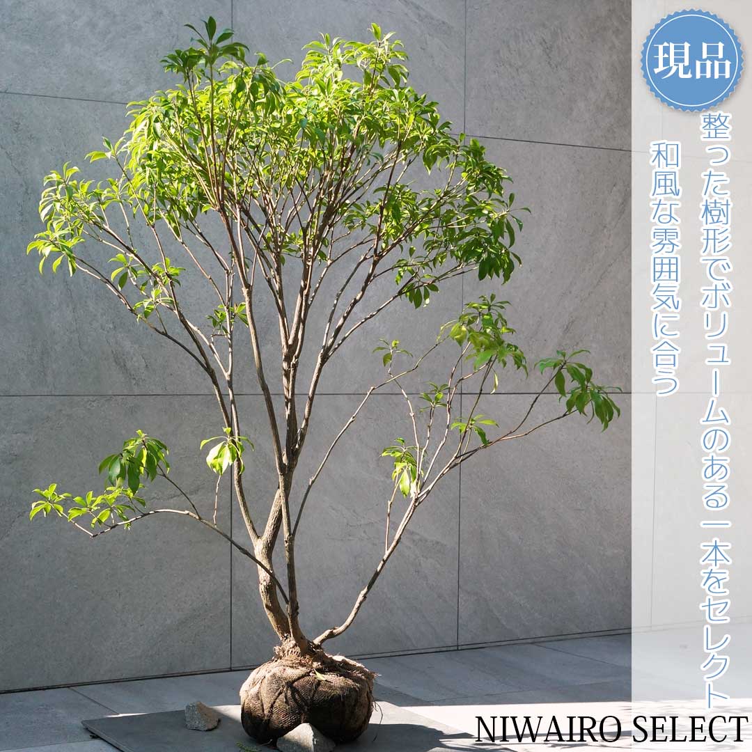 楽天市場】山採り【アセビ】 株立ち 自然樹形 樹高H≒145 × 枝張W