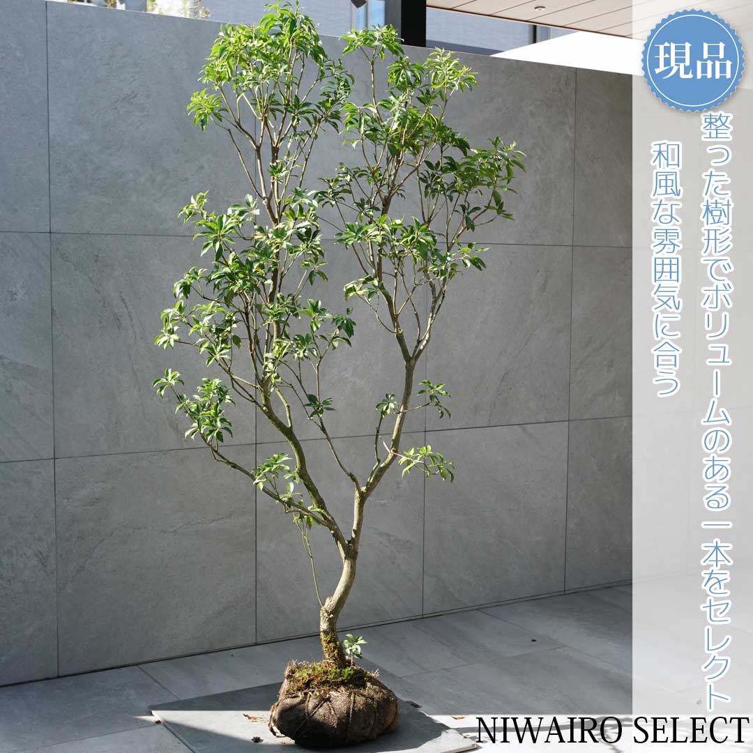 楽天市場】山採り【アセビ】 株立ち 自然樹形 樹高H≒145 × 枝張W 楽天市場】山採り【アセビ】 株立ち 自然樹形 樹高H≒145 × 枝張W