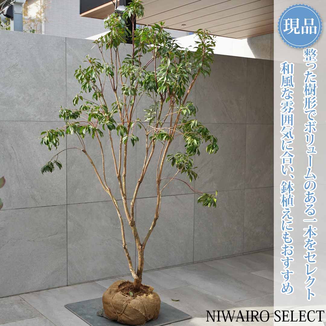 一般受け樹種