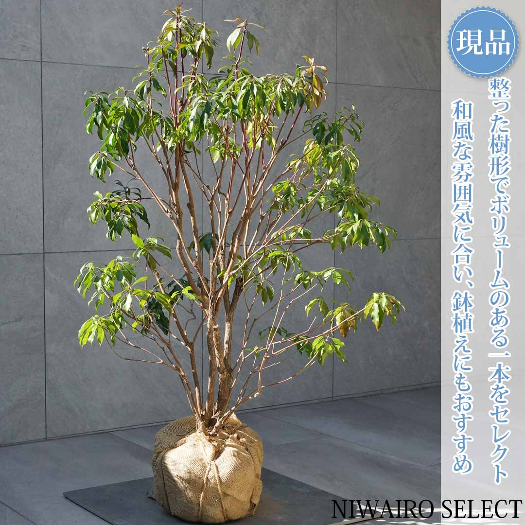 楽天市場】山採り【アセビ】 株立ち 自然樹形 樹高H≒145 × 枝張W