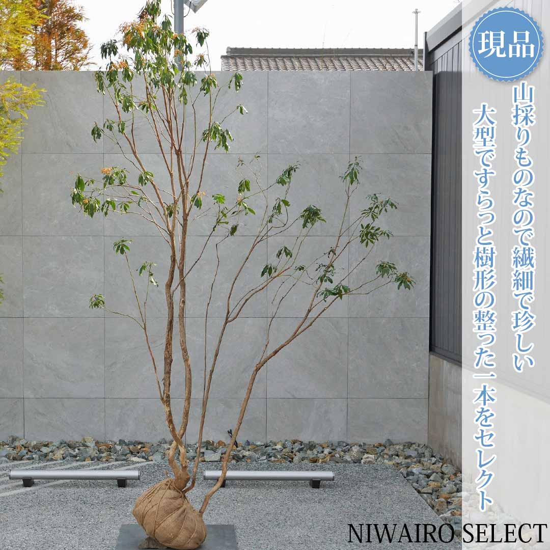 楽天市場】【現品】【アセビ】白花 馬酔木 自然風樹形 樹高H≒250 × 枝