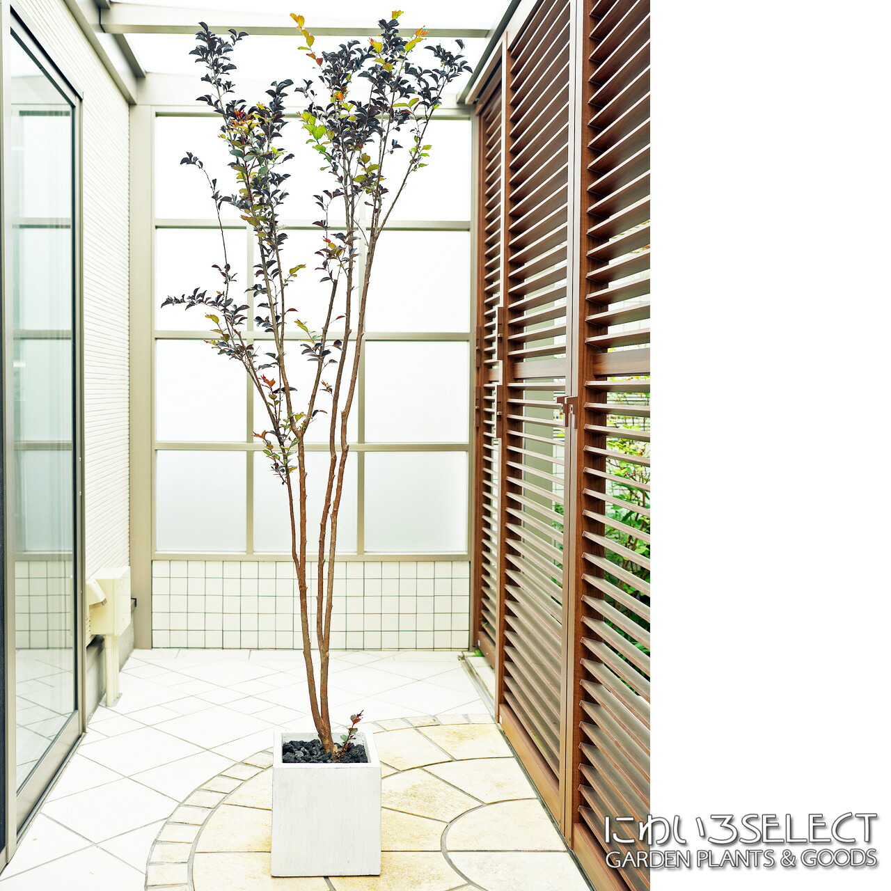 ブラックパール 赤花 全高h 0 枝張w 70cm 鉢 25cm角 高木 植木 庭木 樹木 果樹苗 観葉植物 グリーン 落葉樹 緑 植物 苗木 ガーデニング ホワイト 白色 ポット インテリア エクステリア ギフト おしゃれ 結婚祝い