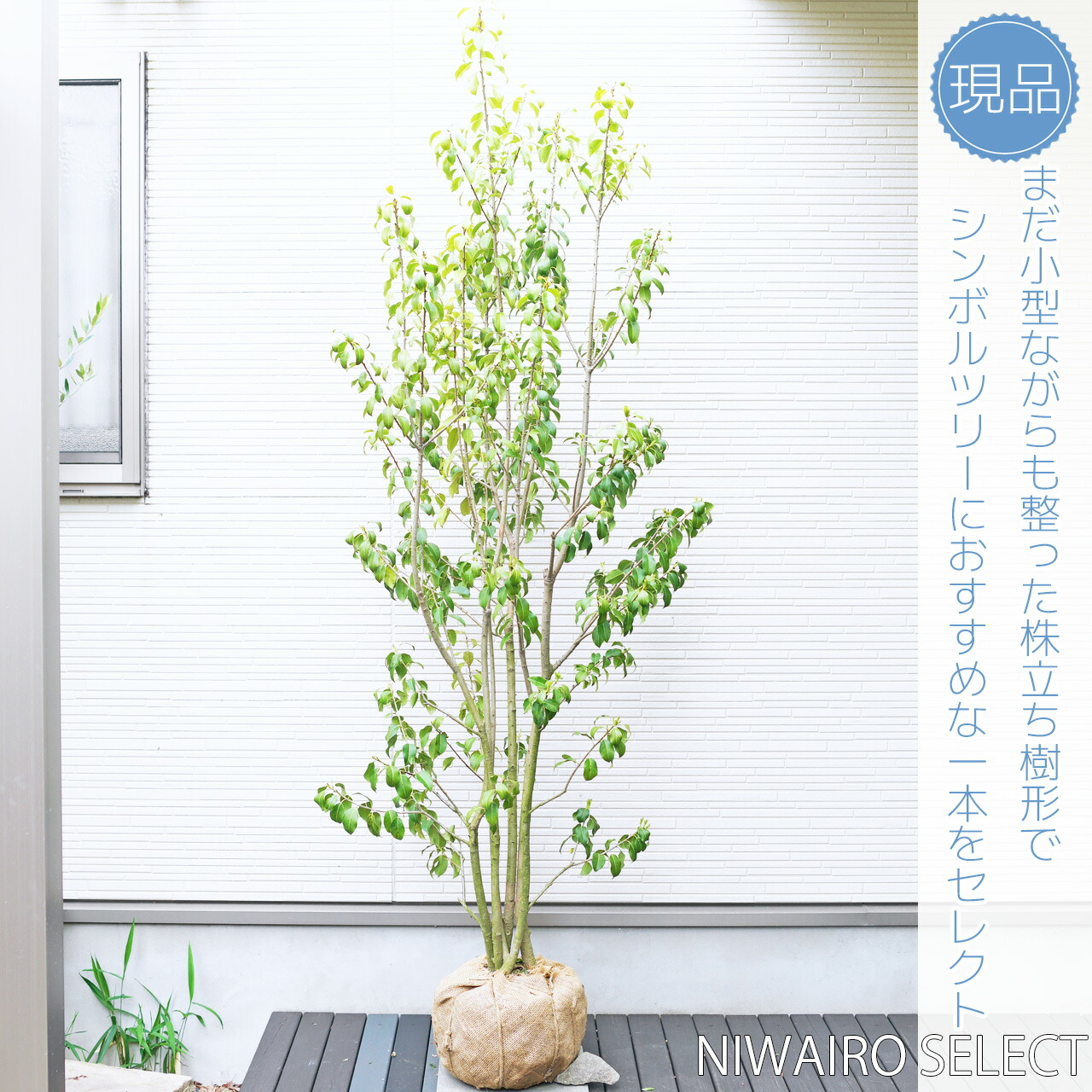 シンボルツリー 高木 _ 塩害に強いシンボルツリー – THVXV