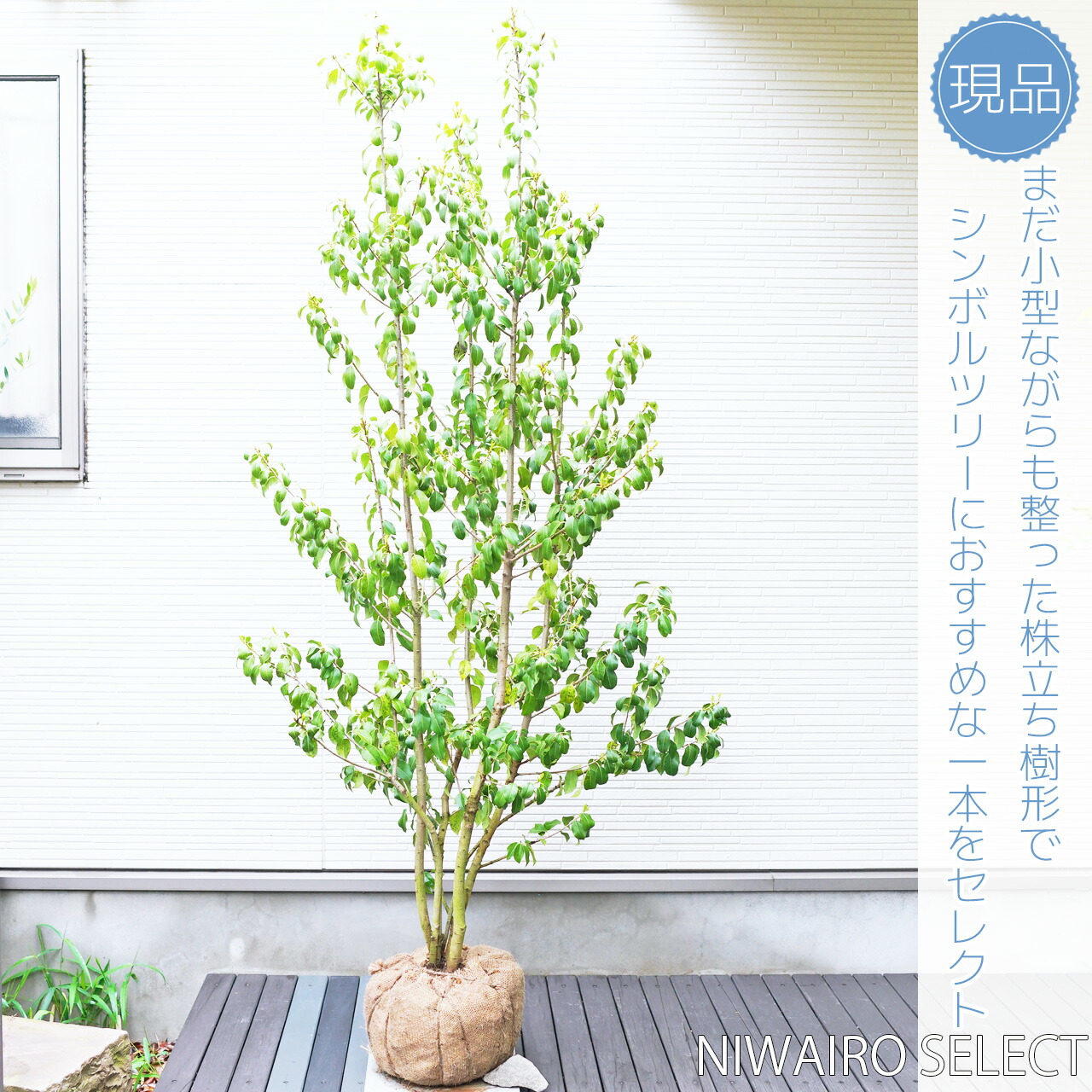 シンボルツリーの樹形は何がいいの?: シンボルツリー 種類 – ITWL