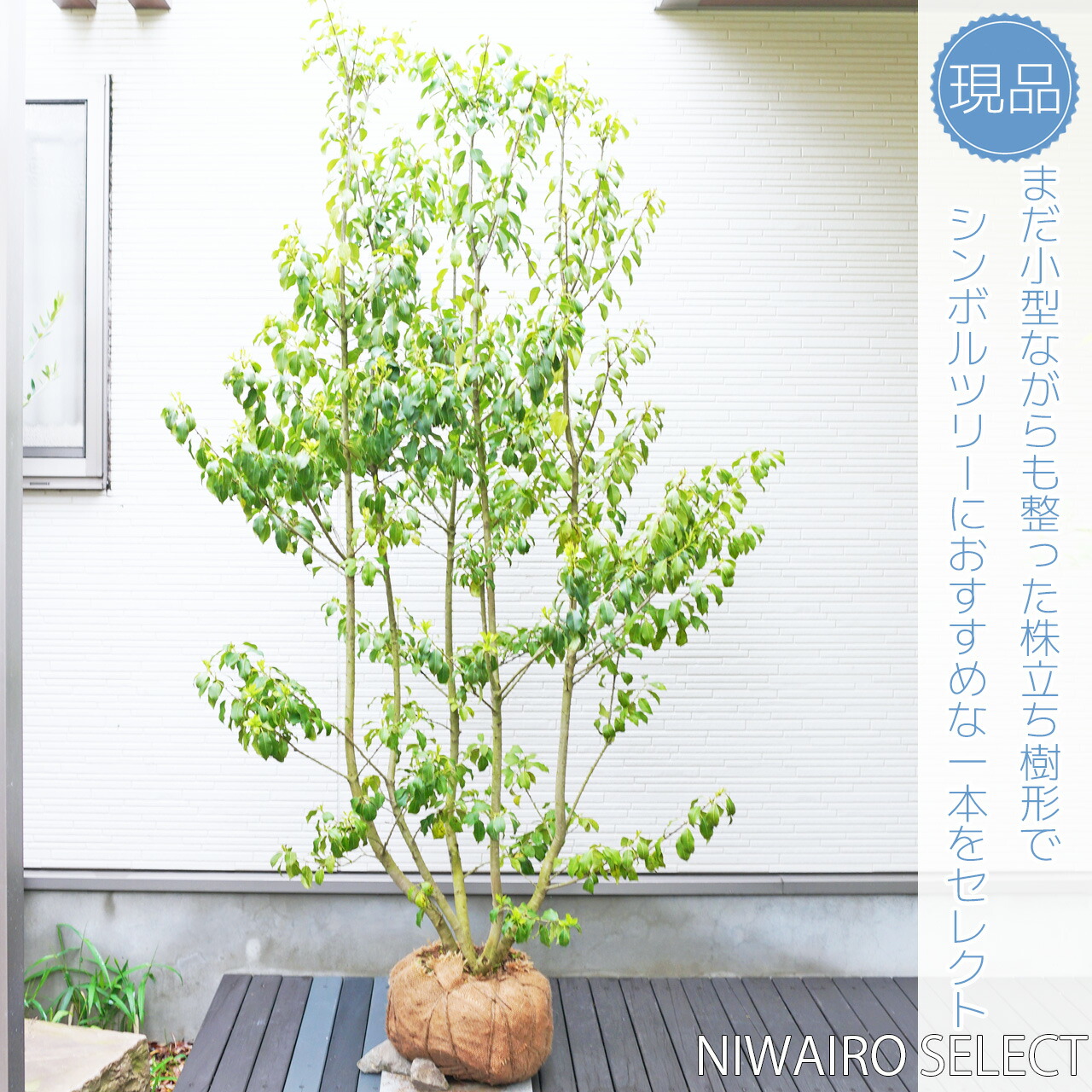 樹高13.5㎝ イワシデ ソロ 小品盆栽 BONSAI 真柏 黒松 五葉松 紅葉 盆栽