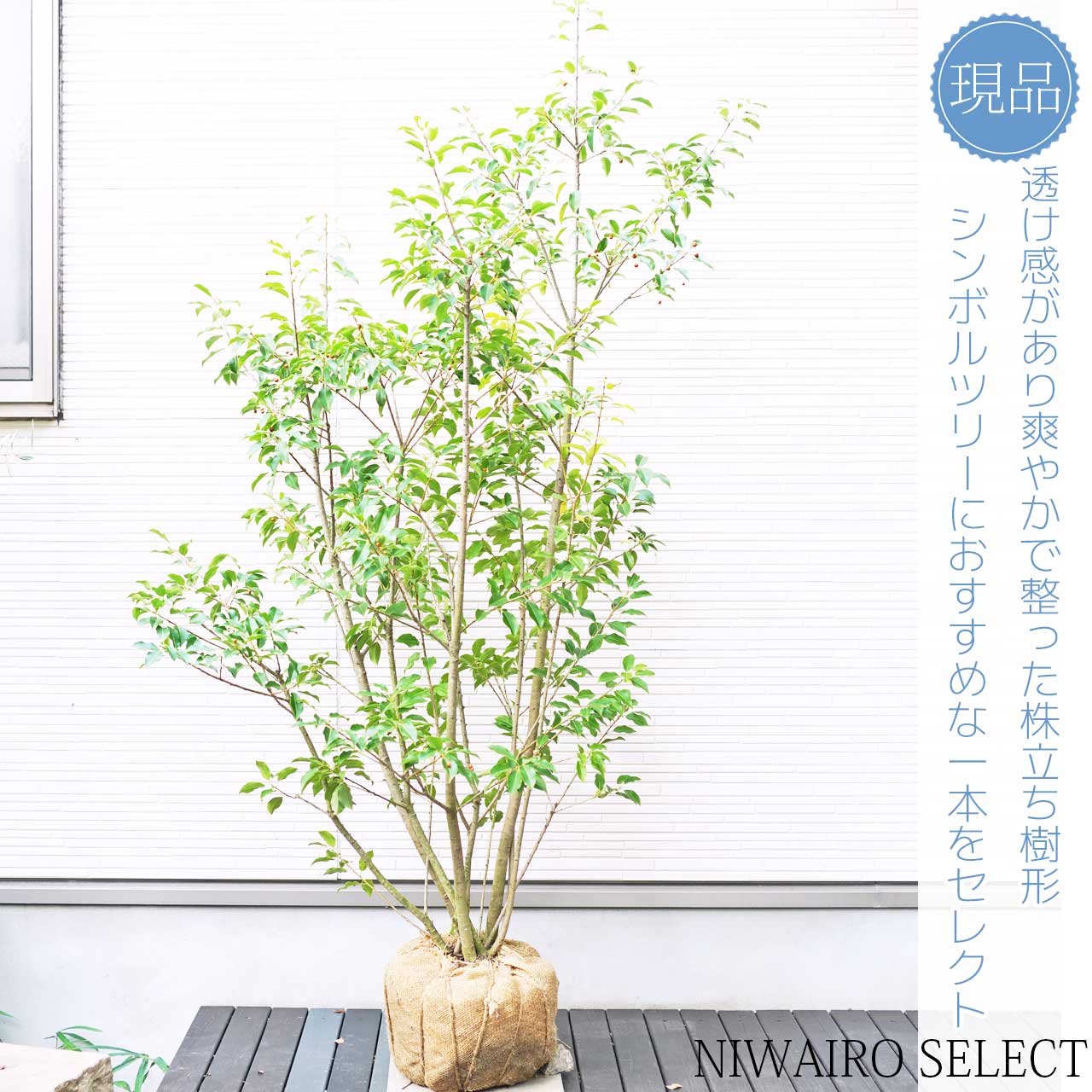 【楽天市場】【ソヨゴ】 株立ち 自然樹形 雌株 樹高H≒175 × 枝張W≒100cm 高木 常緑樹 シンボルツリー 小型 中型 大型 雑木風 ...