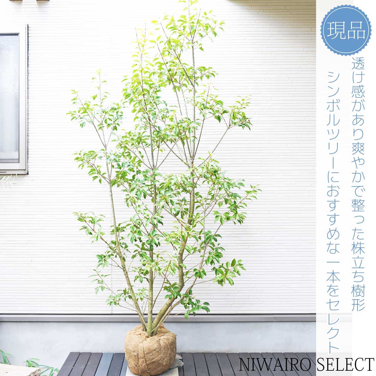 【楽天市場】【ソヨゴ】 株立ち 自然樹形 雌株 樹高H≒210 × 枝張W≒110cm 高木 常緑樹 シンボルツリー 小型 中型 大型 雑木風 ...