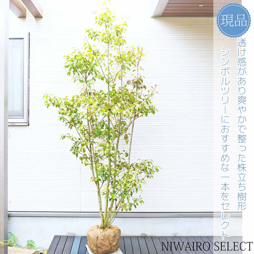 【楽天市場】【ソヨゴ】 株立ち 自然樹形 雌株 樹高H≒225 × 枝張W≒110cm 高木 常緑樹 シンボルツリー 小型 中型 大型 雑木風 ...