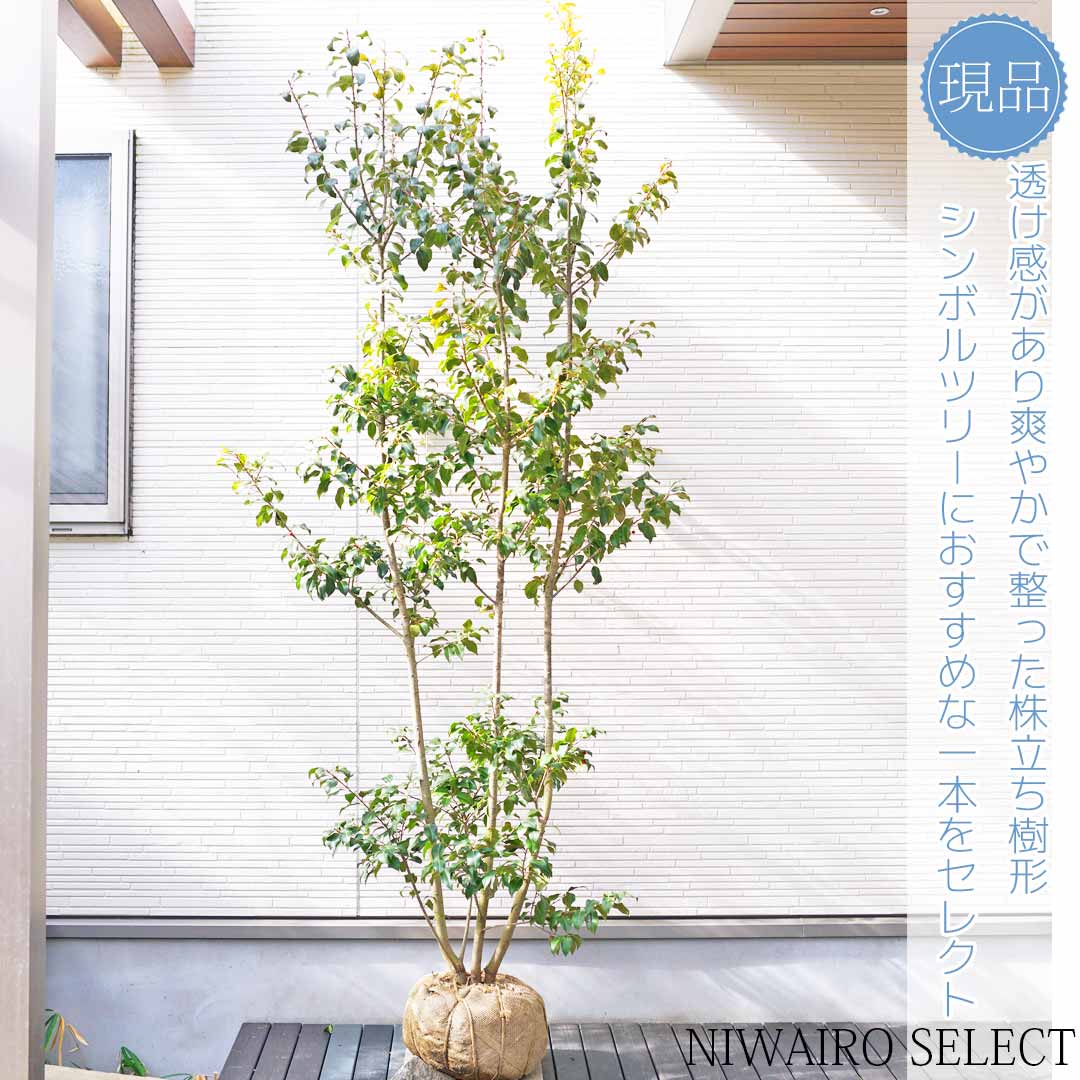 【楽天市場】【ソヨゴ】 株立ち 自然樹形 雌株 樹高H≒205 × 枝張W≒100cm 高木 常緑樹 シンボルツリー 小型 中型 大型 雑木風 ...