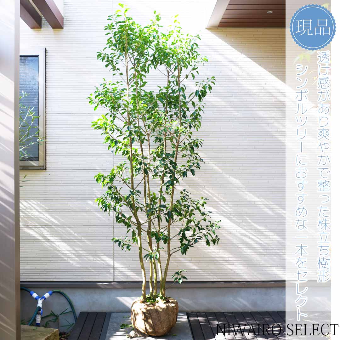 【楽天市場】【ソヨゴ】株立ち 自然風樹形 雌株 樹高H≒210 × 枝張W≒90cm 高木 常緑樹 シンボルツリー 植木 庭木 樹木 植栽 ...