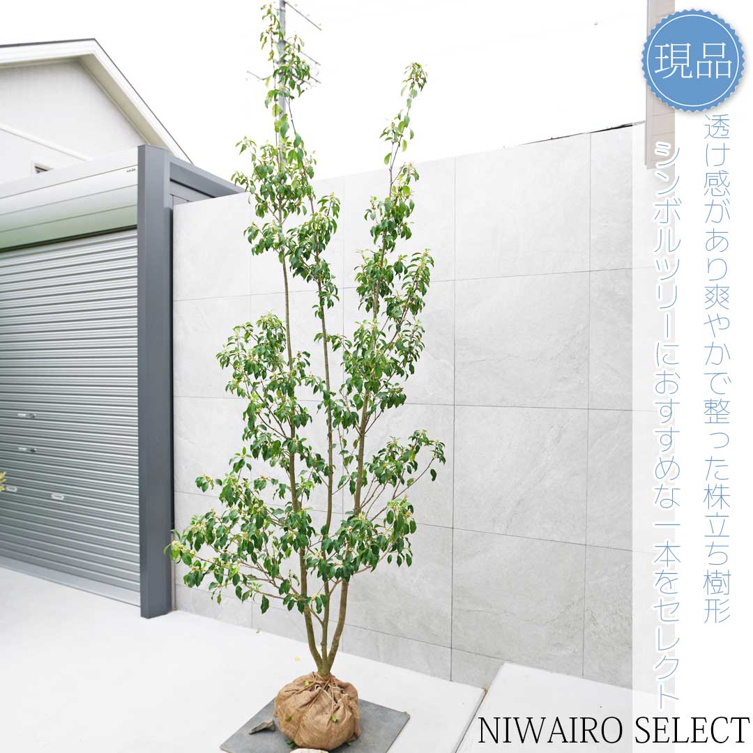 クロソヨゴ・大株/株立ち【現品】管理22546 【植木・苗木・庭木】 クロソヨゴ・大株/株立ち【現品】管理22546 【植木・苗木・庭木】