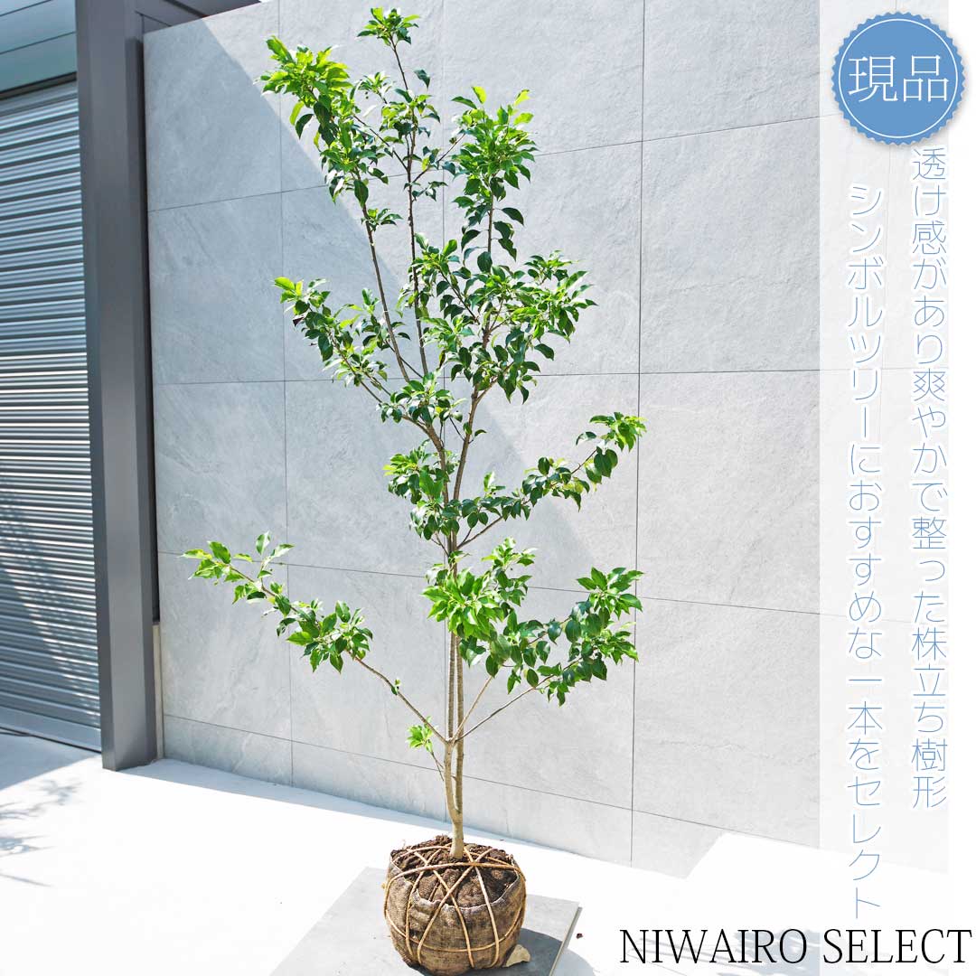 A.K.N　送料込み　チャメロプス　形状良　株立ち　シンボルツリー　現品 A.K.N様専用 送料込み チャメロプス 形状良 株立ち シンボル