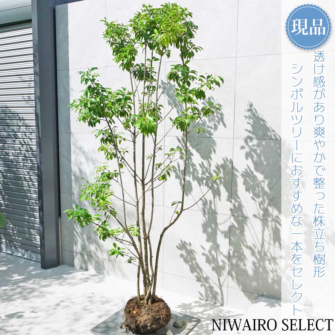 楽天市場】【ソヨゴ】 自然樹形 株立ち 樹高H≒195 × 枝張W