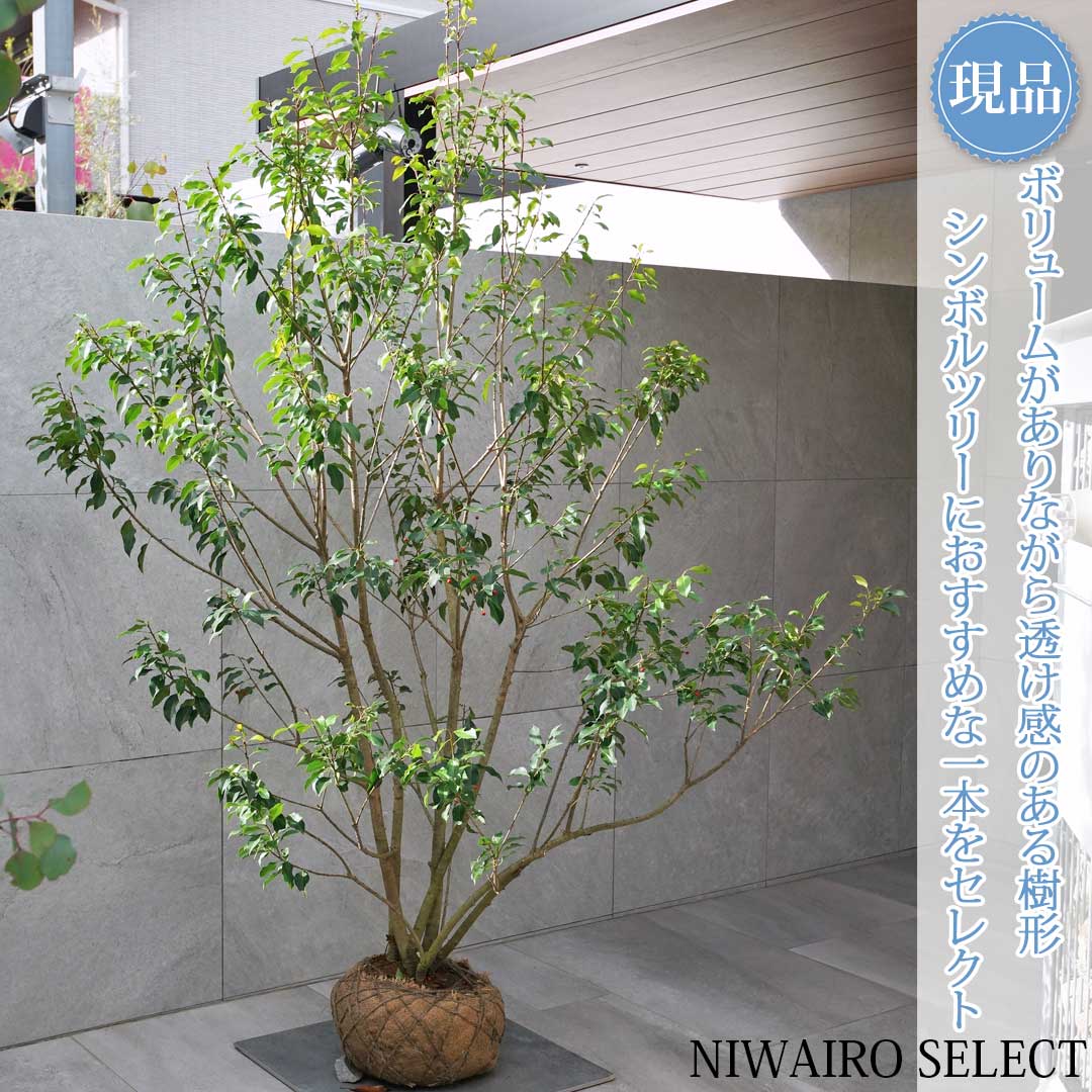 楽天市場】鉢植え【ソヨゴ】 株立ち 自然樹形 雌株 全高H≒235 × 枝張W