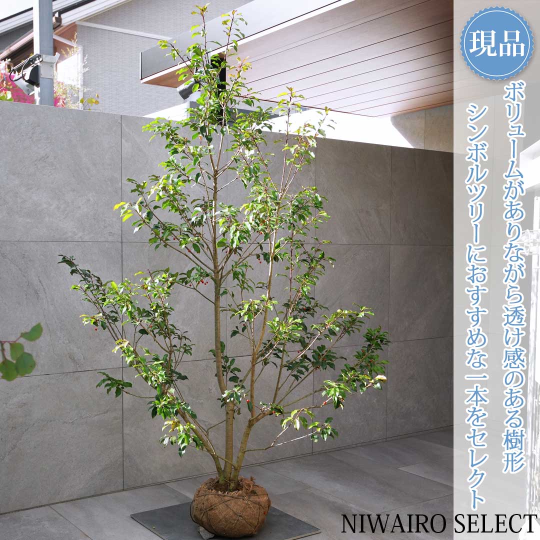 楽天市場】鉢植え【ソヨゴ】 株立ち 自然樹形 雌株 全高H≒235 × 枝張W