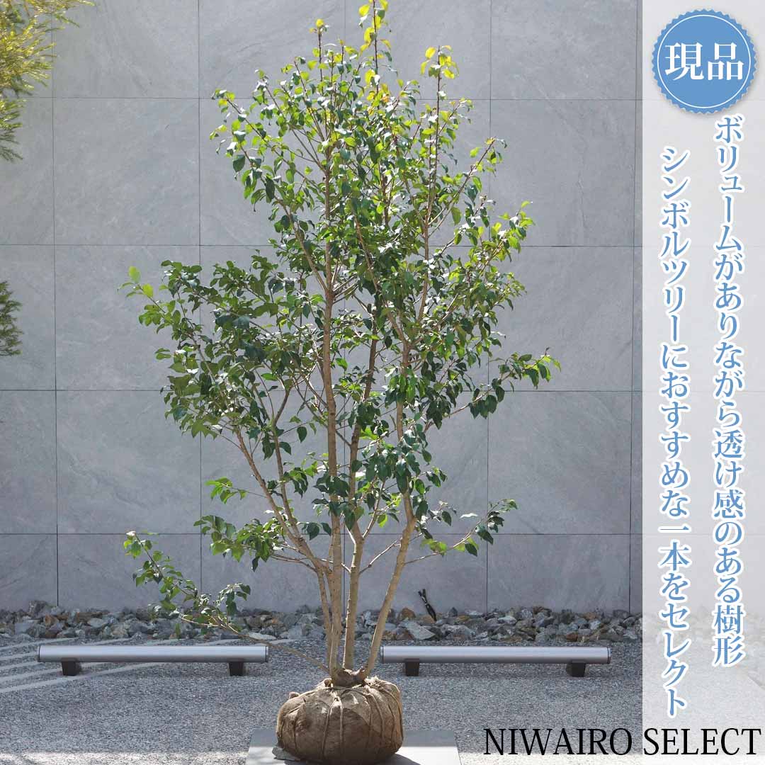 【現品】【ソヨゴ】本株立ち 自然風樹形 雌株　樹高H≒200 &times; 枝張W≒115cm　高木 常緑樹 シンボルツリー 植木 庭木 樹木 植栽 和風 洋風 ガーデニング おしゃれ【送料無料】｜にわいろSELECT 53,880円