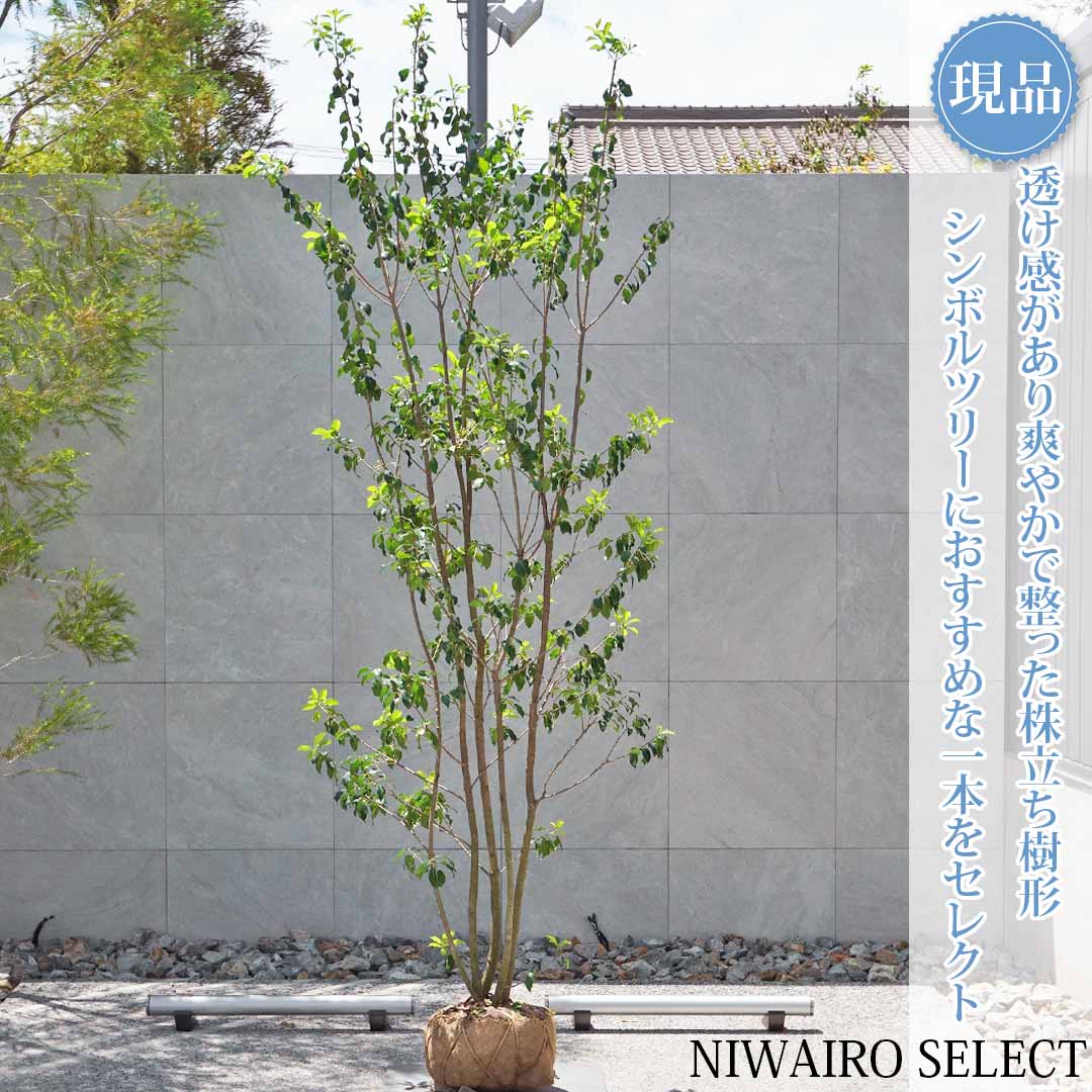 一般受け樹種